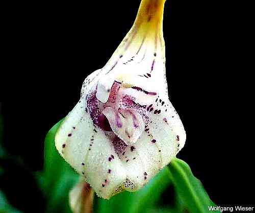 Masdevallia coriacea 